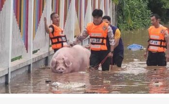 Rescued “Moo Bamreu” dies after flood escape