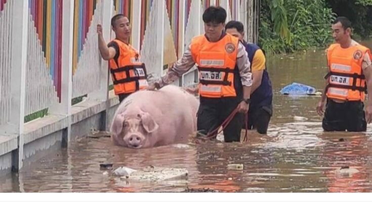 Rescued “Moo Bamreu” dies after flood escape